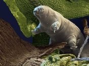 Ученые раскрыли тайну происхождения самых выносливых существ на Земле