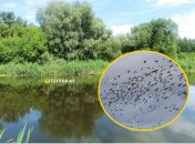 В Україні побачили рідкісного яскравого птаха