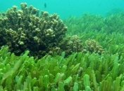 Ученые нашли вещество, которое поможет лечить слепоту 