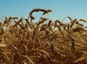 В мире дорожает продовольствие 