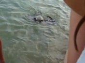 Необычная рыба "посетила" пляж возле Одессы (Видео)    