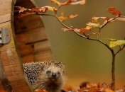 Прогноз погоды в Украине на 23 октября: в западном регионе - дожди