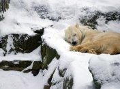 За белыми медведями будут наблюдать из космоса