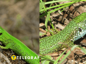 Ящерица зеленая