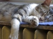 Во львовские дома вновь подадут тепло