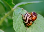 Досить ефективна у боротьбі з комахою гірчиця