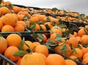 РФ разрешила ввоз фруктов из Турции