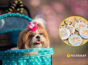 Каждый пес должен носить жетон