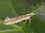 В природу выпустили генетически модифицированную бабочку