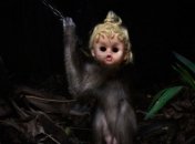 Хоррор-портреты обезьян из Индонезии не для слабонервных (Фото) 