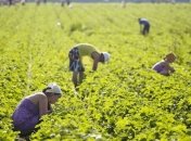 Поляки не зможуть замінити заробітчан з України