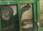 Защитники животных требуют признать шимпанзе личностью