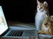 Люксовый отель для кошек откроют во Франции  