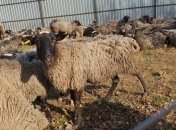 Овец, которых две недели морили голодом, передадут на ферму в Одесскую область