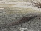 Оккупанты за месяц уничтожили озеро в Крыму: качали воду для своих военных