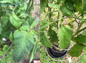 Листя томатів посиніло — що робити