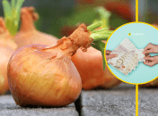 Заробіток на цибулі