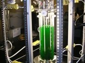 Ученые рассказали, что можно извлечь из цианобактерий