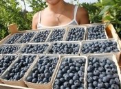 В каких продуктах живут антиоксиданты?