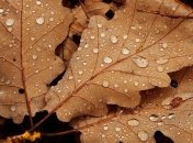 Украину накроет дождями, но надолго они не задержатся: какой будет погода в начале недели