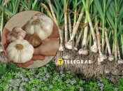 Озимый чеснок более ароматный, чем яровой