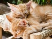 Почему же кошек называют домашними лекарями?