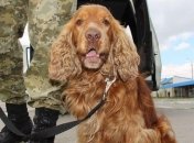 1300 собак помогают украинским пограничникам на службе