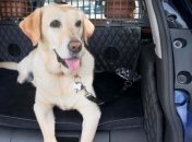 Nissan создает первый в мире багажник для собак (Фото)