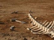 Земля пережила ранее недооцененное массовое вымирание (фото)