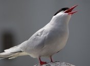 Не как обычно: из-за изменений климата у некоторых видов птиц сезон размножения начался раньше