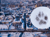 У Луцьку помітили хижака