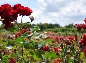 В Черкасской области зацвело огромное поле роз