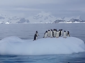 Пінгвіни гойдаються на окрайці льоду