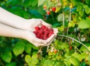 З доглянутих кущів приємно збирати ягоди малини і їсти їх