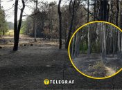 Лісова пожежа