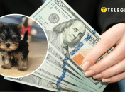 Йорка бебі фейс продають в Україні