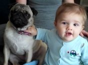 Ученые сделали удивительное открытие о собаках