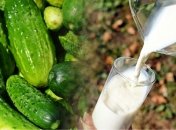 Молоко допоможе збільшити врожайність огірків