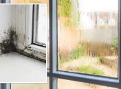 Убрать плесень очень просто