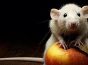 Исследователи обнаружили у мышей нейроны, связанные с ощущением голода