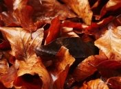 Праздник 7 октября: главные приметы и что категорически запрещено делать