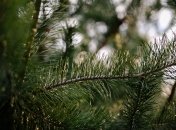 Новорічному дереву можна знайти безліч застосувань