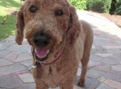 Nikon презентовал фотоаппарат для собак