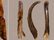 Ученые нашли деревянные инструменты возрастом 90 тысяч лет