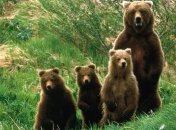 На Земле животных стало на 50% меньше