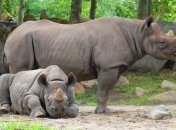 Уникальные поддельные рога смогут спасти носорогов от браконьеров