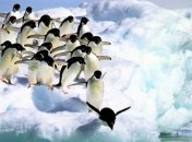 Ученым впервые удалось обнаружить птичий грипп у пингвинов