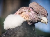 Самые пугающие животные на планете: вы удивитесь