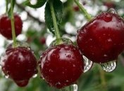 Назван лучший природный иммуномодулятор