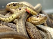 В доме у мужчины оказалось 850 змей